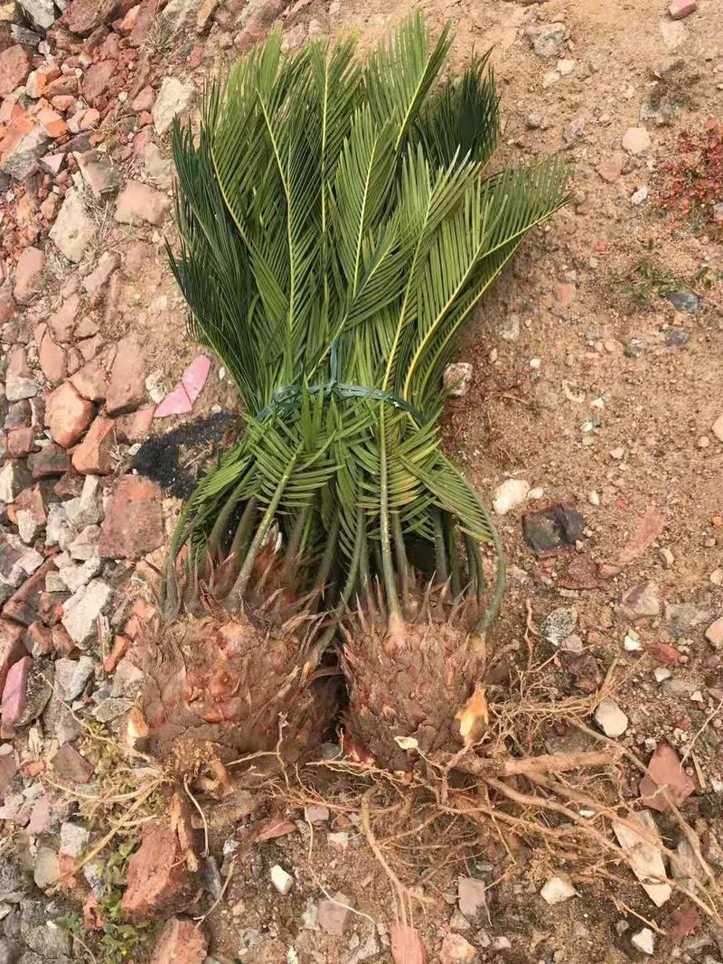 苏铁/铁树/花卉盆景/观叶植物/铁树/原生态树苗/林木苗