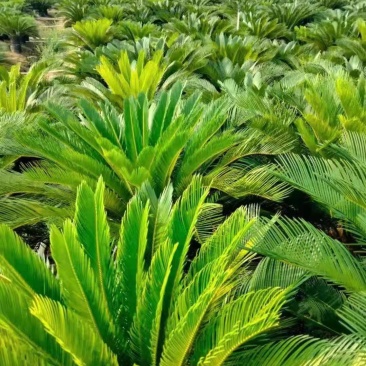 苏铁/铁树/花卉盆景/观叶植物/铁树/林木树苗/原生态树