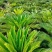 苏铁/铁树/花卉盆景/观叶植物/铁树/林木树苗/原生态树