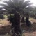 苏铁/铁树/花卉盆景/观叶植物/铁树/林木树苗/原生态树
