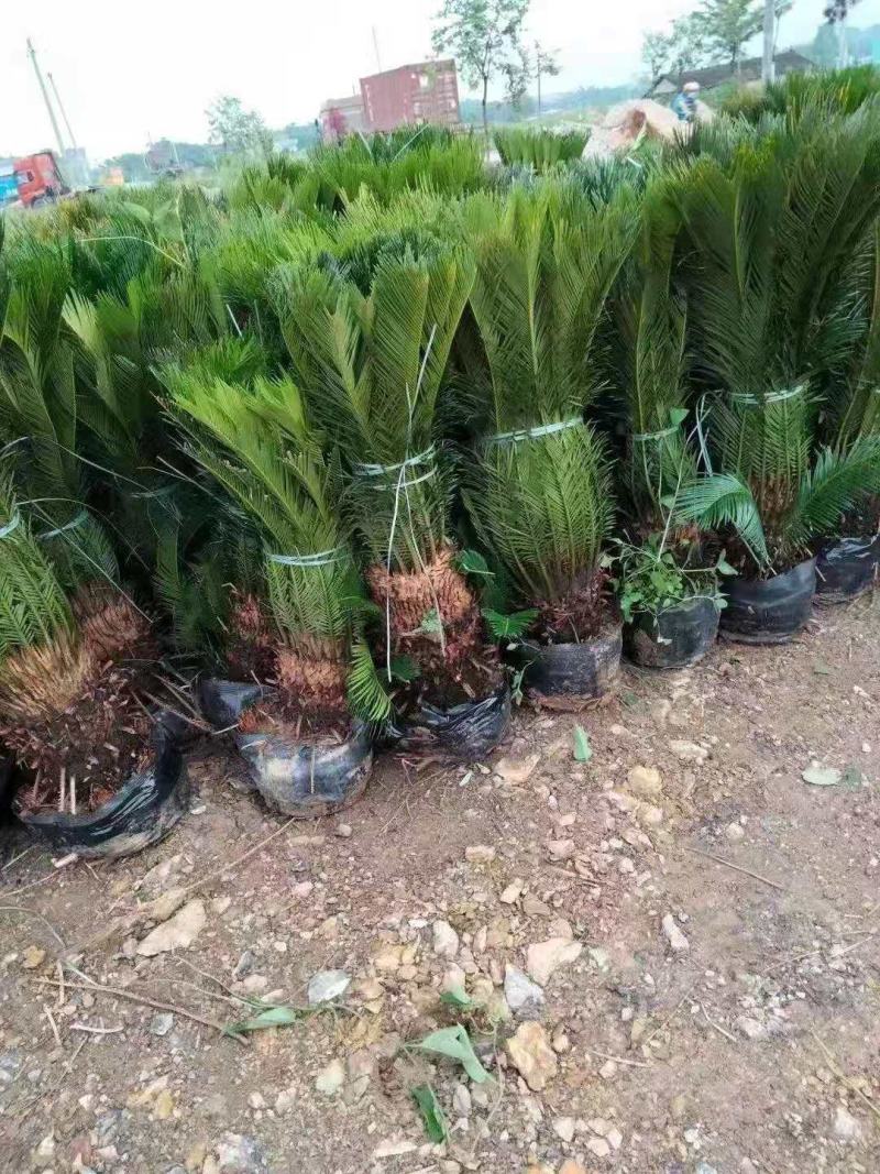 苏铁/铁树/花卉盆景/观叶植物/铁树/林木树苗/原生态树