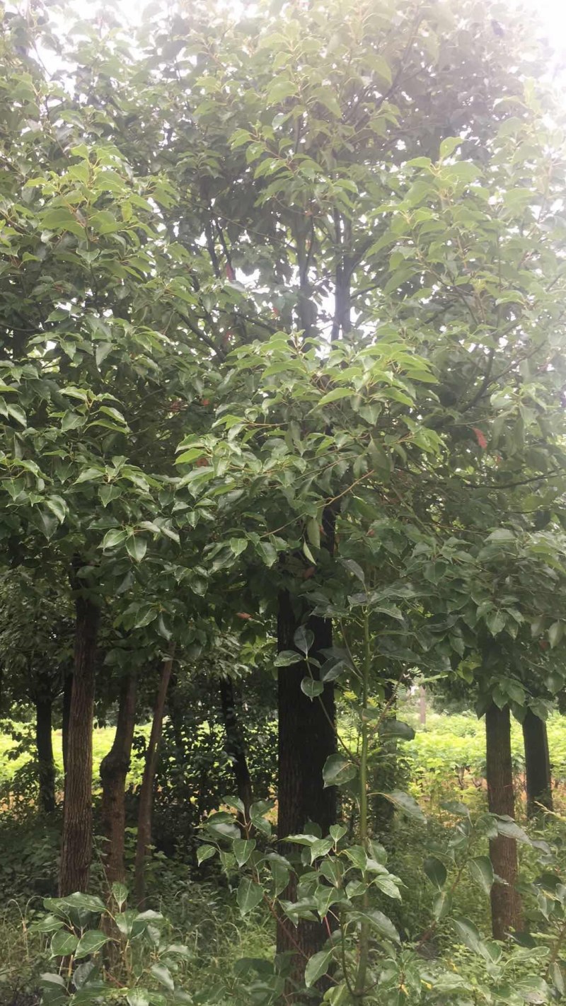 香樟树苗