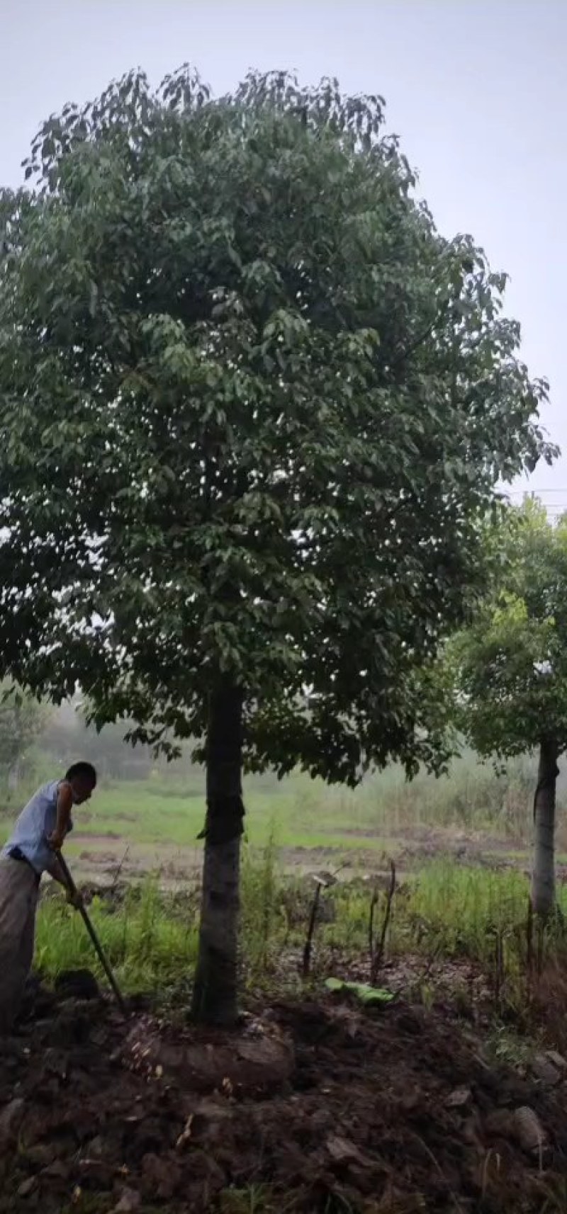 香樟树苗