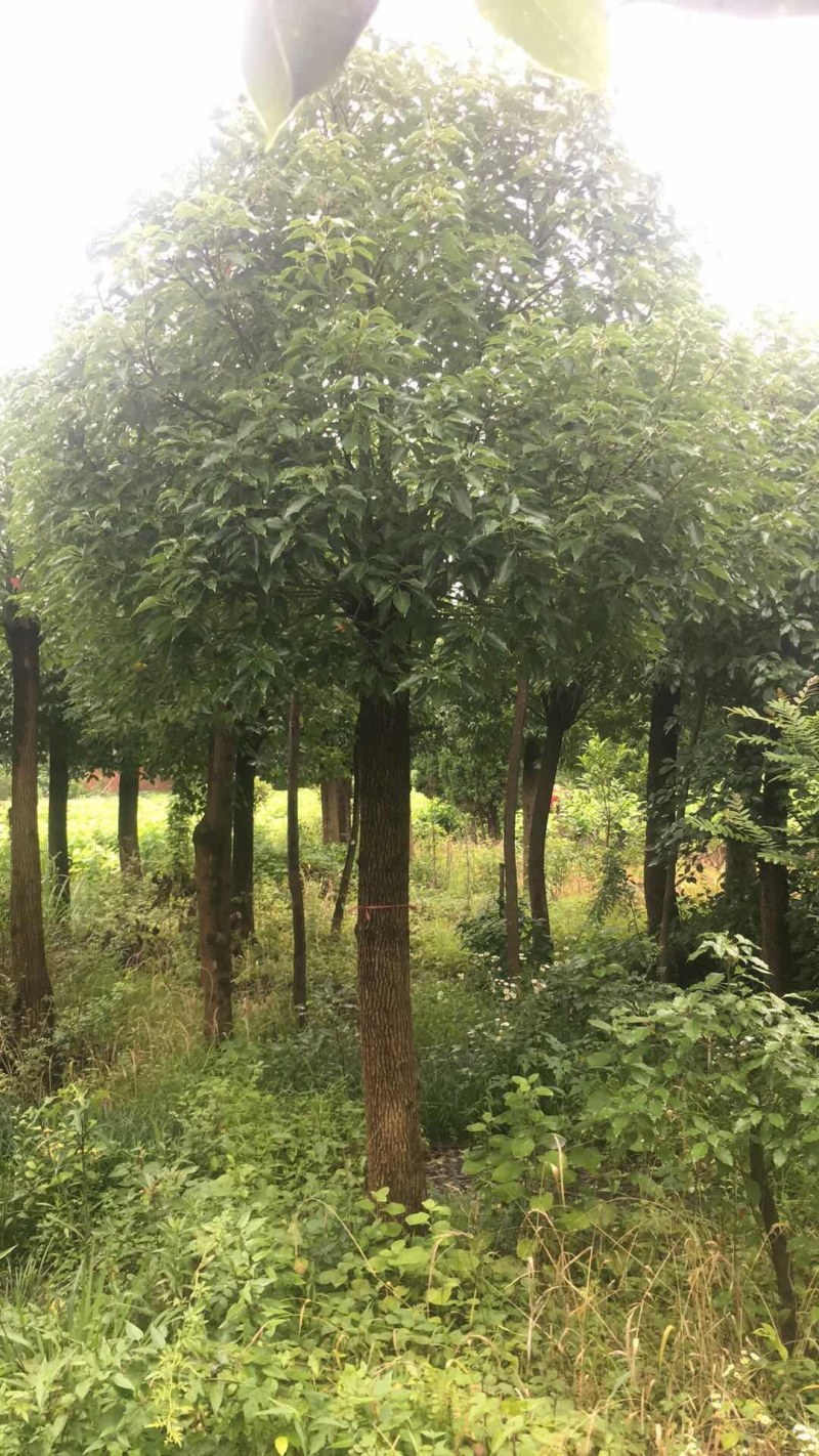 香樟树苗
