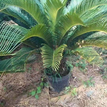 苏铁/铁树/花卉盆景/观叶植物/铁树/原生态树苗/林木树