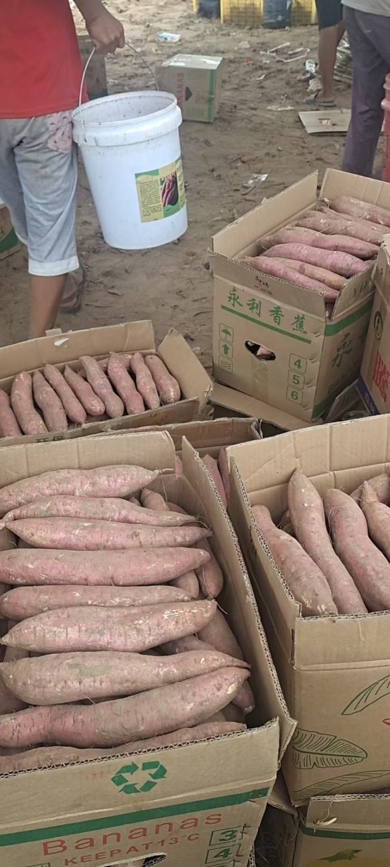 陕西，渭南板栗薯基地直供，欢迎新老客户前来洽谈合作！