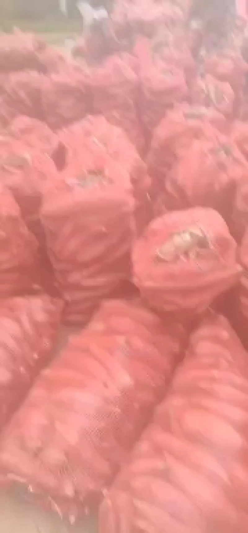 陕西，渭南板栗薯基地直供，欢迎新老客户前来洽谈合作！