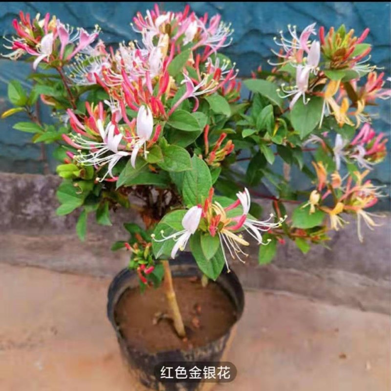 金银花树苗带盆发货四季金银花苗爬藤植物可食用红黄白老桩货