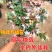 金银花树苗带盆发货四季金银花苗爬藤植物可食用红黄白老桩货