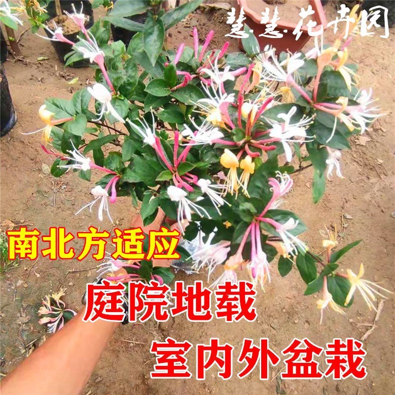 金银花树苗带盆发货四季金银花苗爬藤植物可食用红黄白老桩货