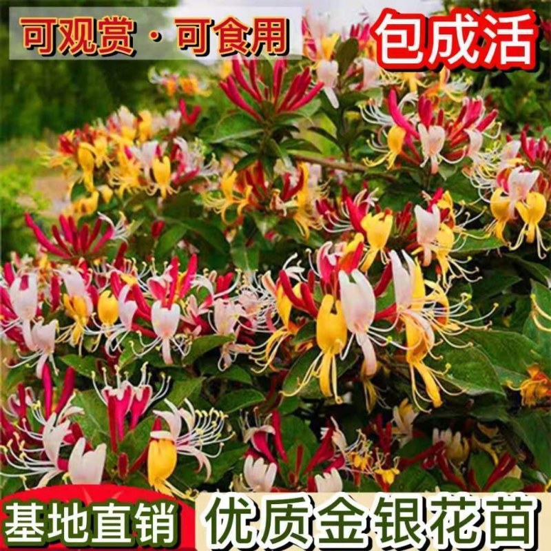 金银花树苗带盆发货四季金银花苗爬藤植物可食用红黄白老桩货