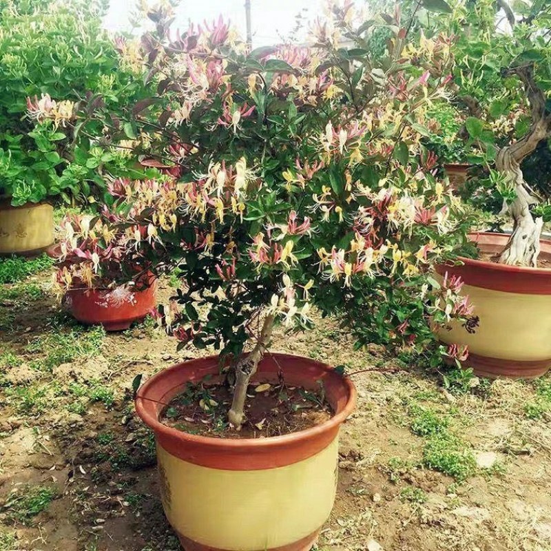 金银花树苗带盆发货四季金银花苗爬藤植物可食用红黄白老桩货