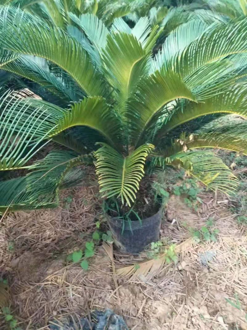 苏铁/铁树/花卉盆景/观叶植物/铁树/原生态树苗/种苗