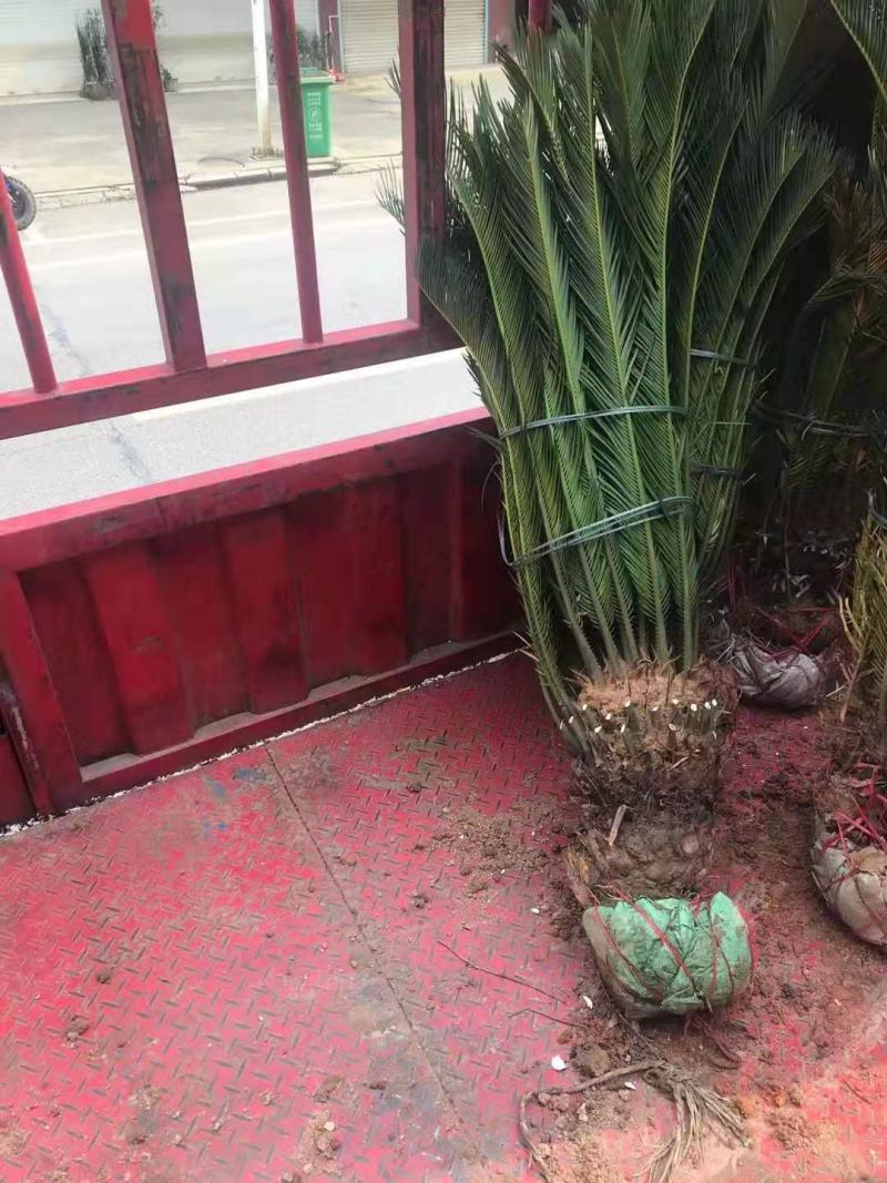 苏铁/铁树/花卉盆景/观叶植物/铁树/原生态树苗/种苗