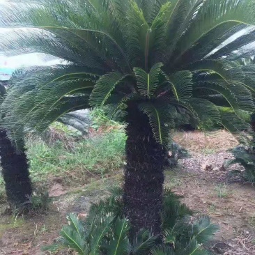 铁树/花卉盆景/观叶植物/铁树/原生态树苗/种苗