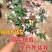 金银花树苗带盆发货四季金银花苗爬藤植物可食用红黄白老桩苗