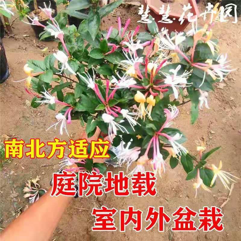 金银花树苗带盆发货四季金银花苗爬藤植物可食用红黄白老桩苗