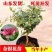 金银花树苗带盆发货四季金银花苗爬藤植物可食用红黄白老桩苗