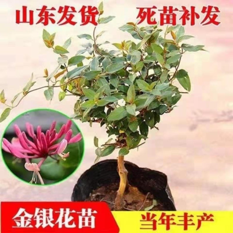 金银花树苗带盆发货四季金银花苗爬藤植物可食用红黄白老桩苗