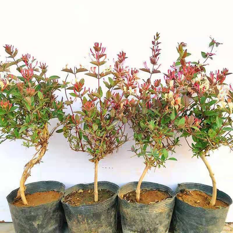 金银花树苗带盆发货四季金银花苗爬藤植物可食用红黄白老桩苗