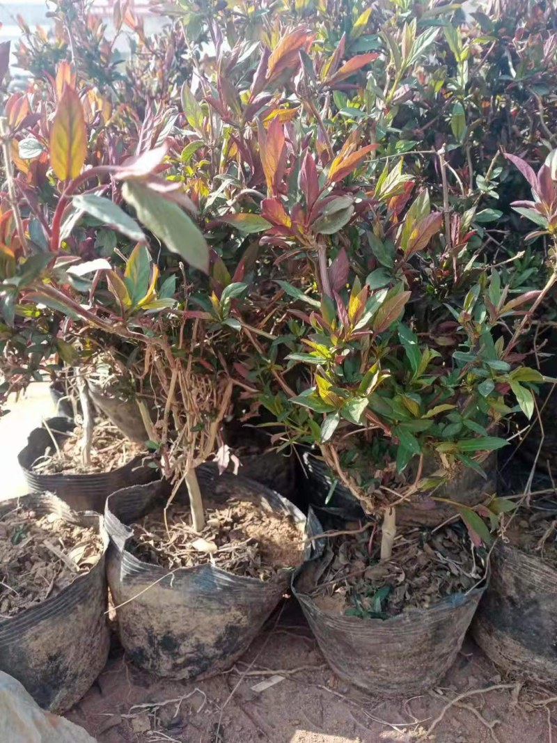 金银花树苗带盆发货四季金银花苗爬藤植物可食用红黄白老桩苗