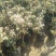 金银花树苗带盆发货四季金银花苗爬藤植物可食用红黄白老桩苗