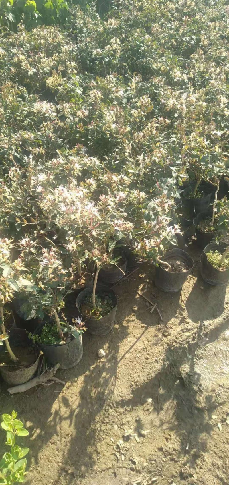 金银花树苗带盆发货四季金银花苗爬藤植物可食用红黄白老桩苗