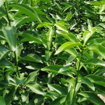 爱莎苗（华美1号）早熟精品苗百株包邮送技术