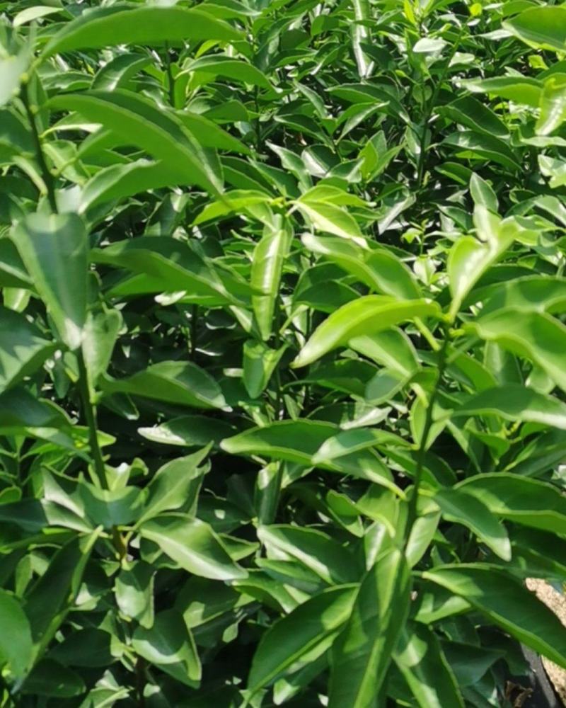 爱莎苗（华美1号）早熟精品苗百株包邮送技术