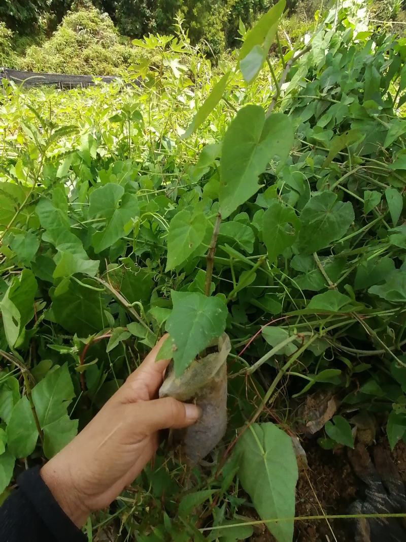 一帘幽梦苗锦屏苗爬藤观赏植物可盆栽地栽庭院种植包邮