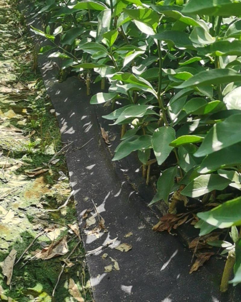 爱莎苗（华美1号）早熟精品苗百株包邮送技术