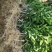 爱莎苗（华美1号）早熟精品苗百株包邮送技术