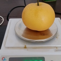 正宗秋月梨可视频看货欢迎来电洽谈合作品质上乘规格齐全