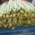 精品晚丝瓜上市
