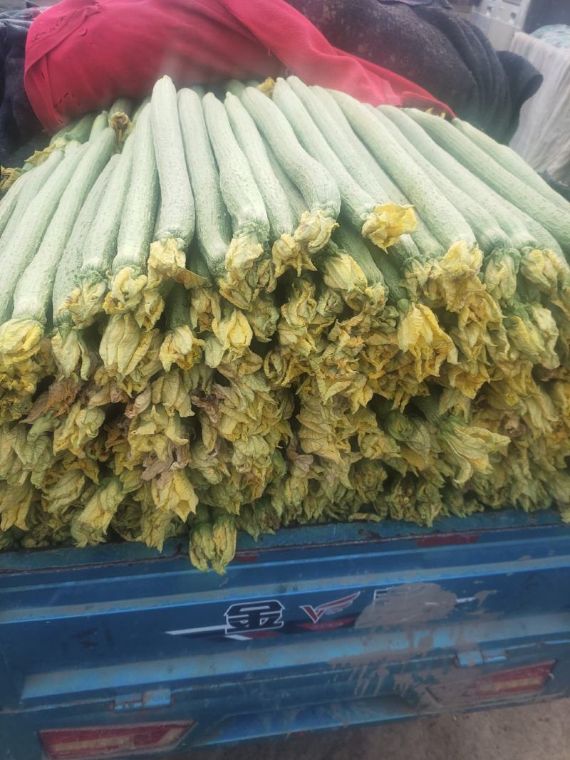 精品晚丝瓜上市