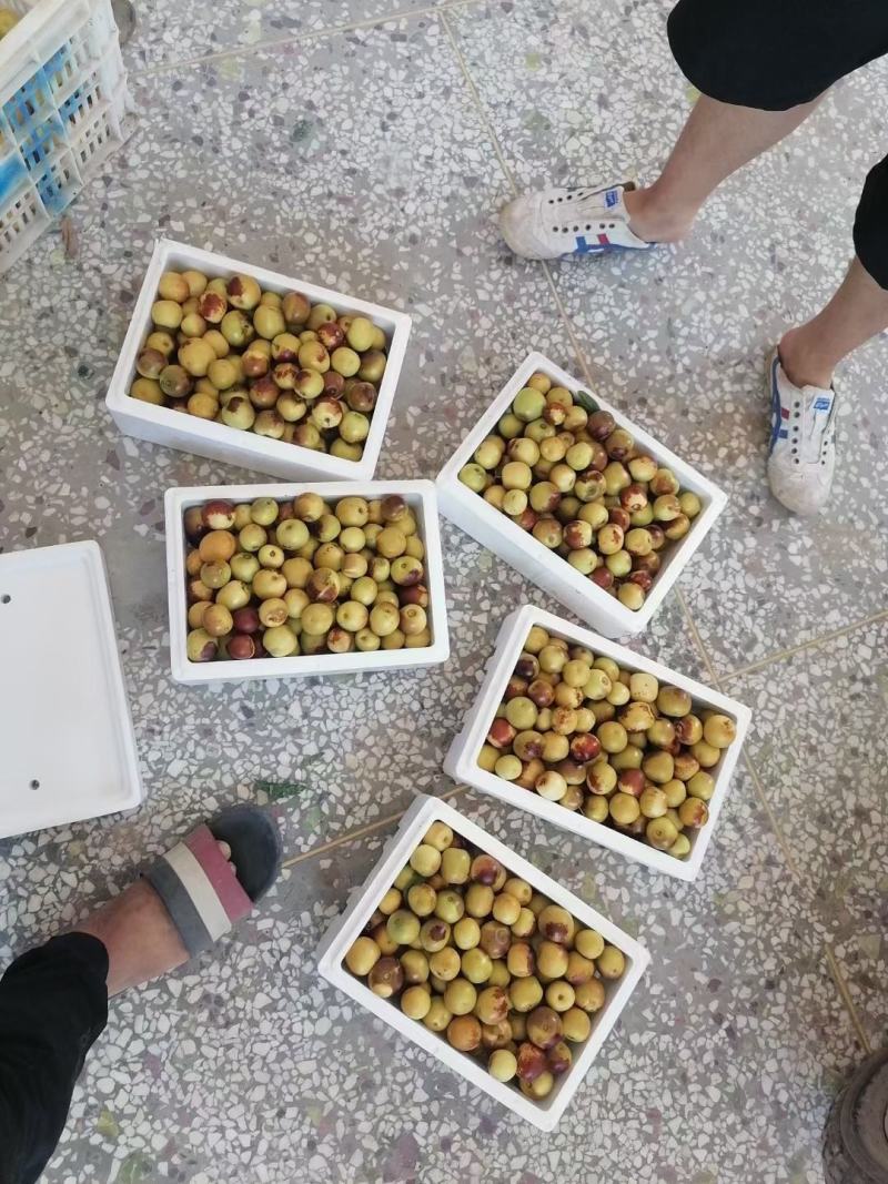三农产品#时令冬枣#新鲜上市#现摘现发#