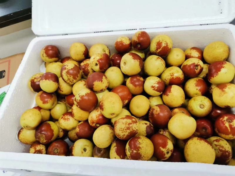 三农产品#时令冬枣#新鲜上市#现摘现发#