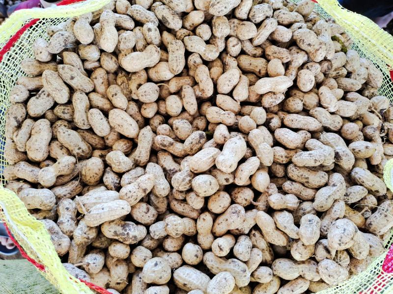 大白沙、小白沙，鲜花生大量上市