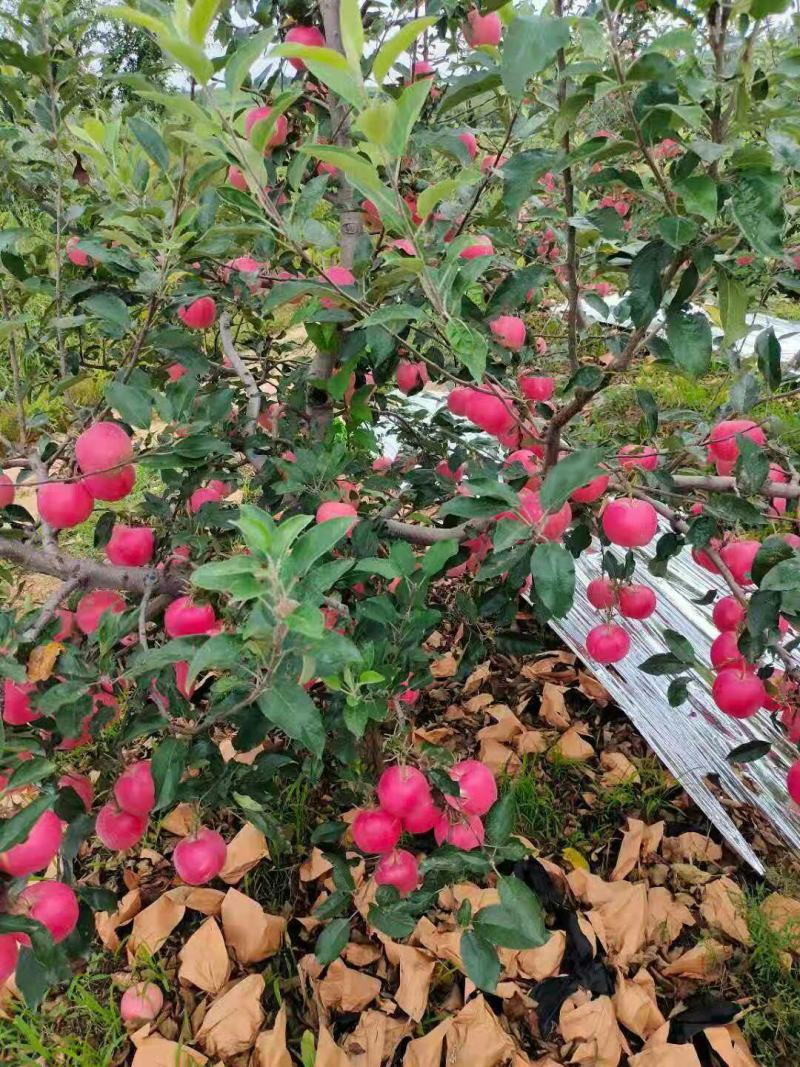 辽宁苹果，嘎啦苹果，优质苹果，苹果产地直销，欢迎选购