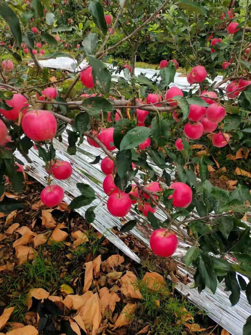 辽宁苹果，嘎啦苹果，优质苹果，苹果产地直销，欢迎选购