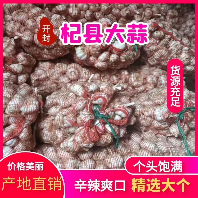 河南杞县鲜蒜货源充足产地直销品质优先全国发货