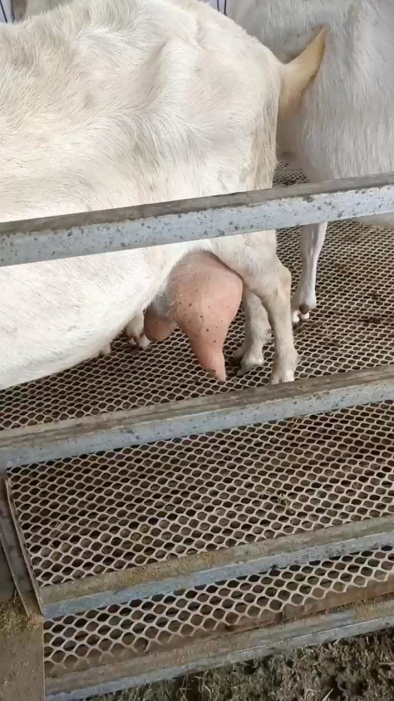 小尾寒羊，成长发育快，抗病能力强，繁殖力强，耐寒耐热