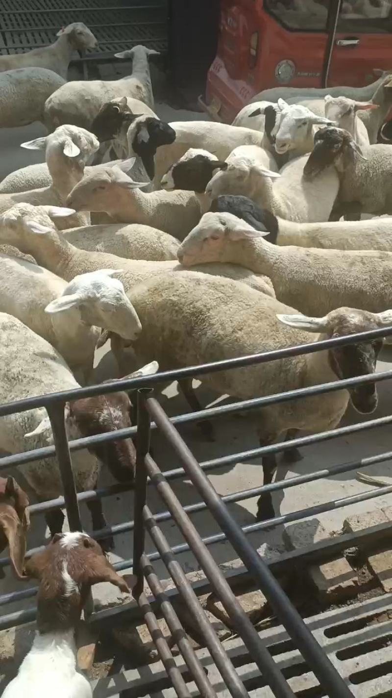 小尾寒羊，成长发育快，抗病能力强，繁殖力强，耐寒耐热