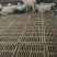 小尾寒羊，成长发育快，抗病能力强，繁殖力强，耐寒耐热