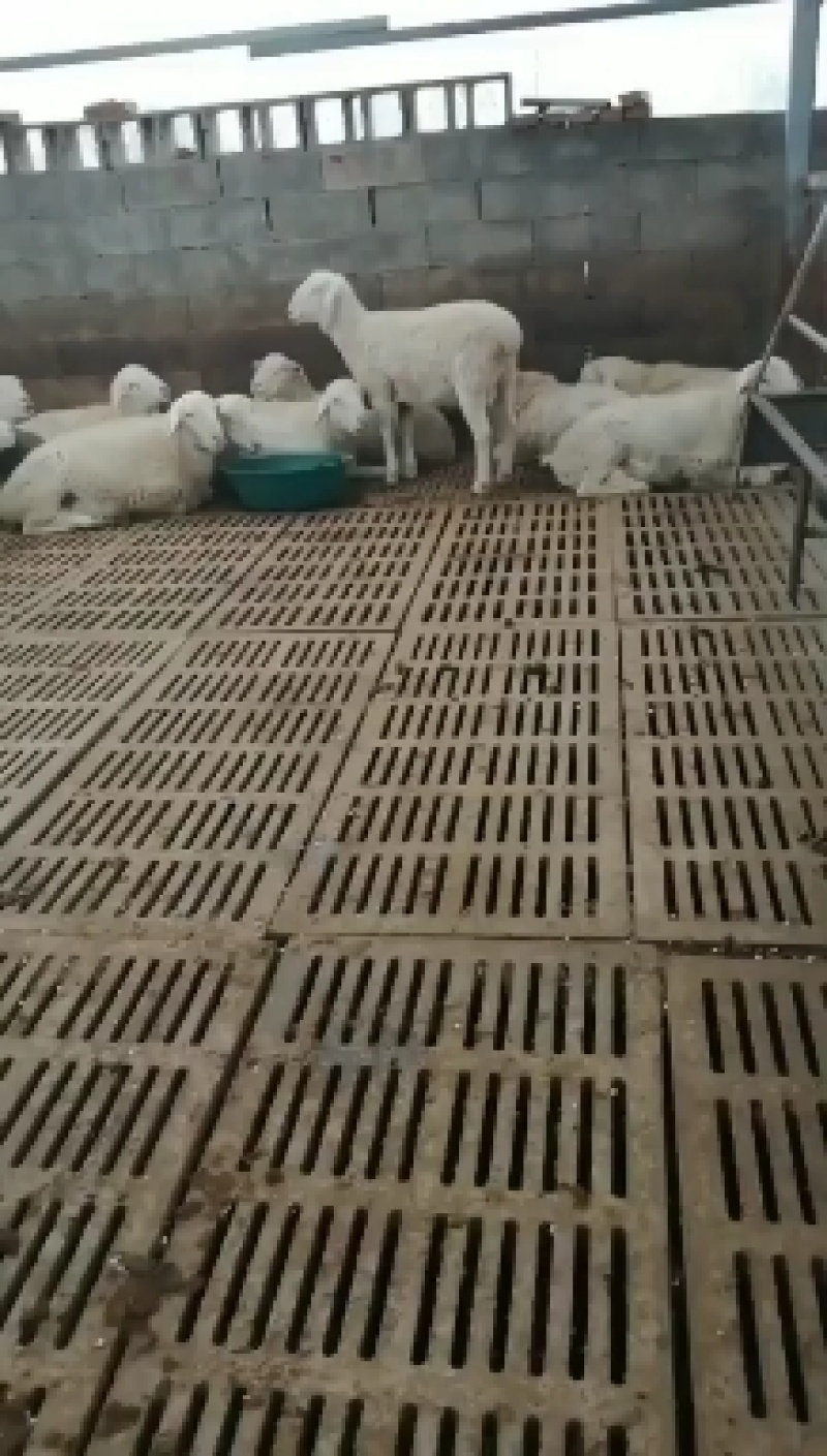 小尾寒羊，成长发育快，抗病能力强，繁殖力强，耐寒耐热