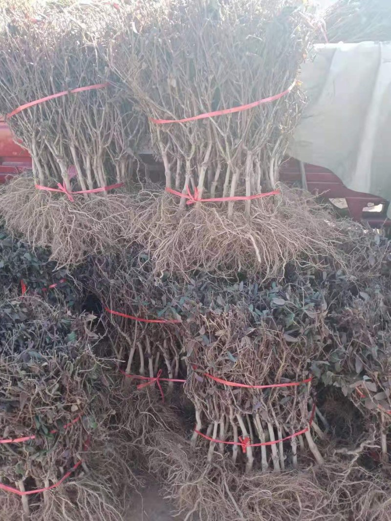 金银花苗山东金银花树苗可食用金银花红色金银花苗大小规格货