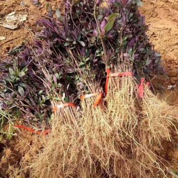 金银花苗山东金银花树苗可食用金银花红色金银花苗大小规格货