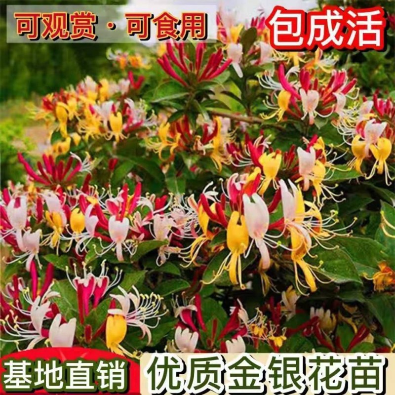 金银花苗山东金银花树苗可食用金银花红色金银花苗大小规格货