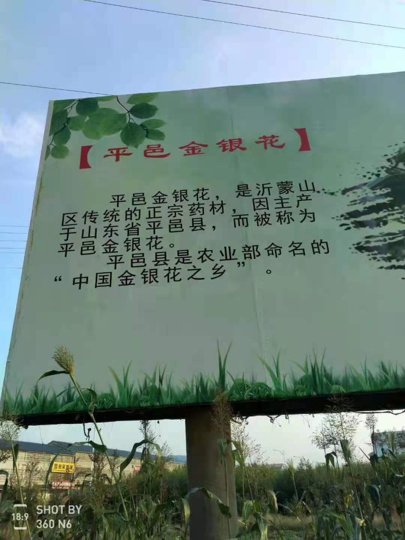 金银花苗山东金银花树苗可食用金银花红色金银花苗大小规格货