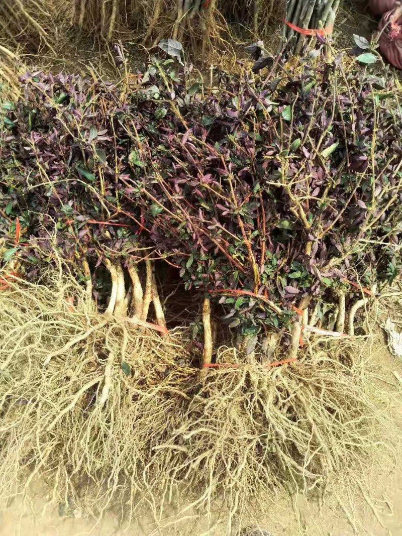 金银花苗山东金银花树苗可食用金银花红色金银花苗大小规格货